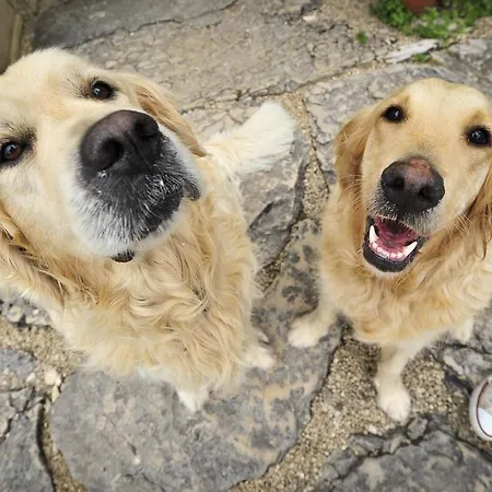 Vendégház Manoir De Malagorse